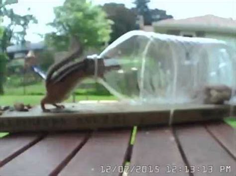 chipmunk feeder|chipmunk proof bird feeder diy.